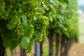 Tradycja win gruzińskich. Wywiad z&nbsp;Vladimirem Kublashvili z&nbsp;winiarni Khareba