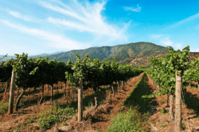 Przyszłość rynku win. Wywiad z&nbsp;Dorotą Wisłą, Key Account Manager TiM S.A.