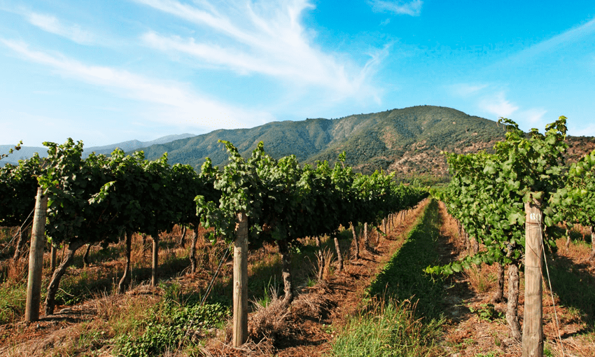 Przyszłość rynku win. Wywiad z&nbsp;Dorotą Wisłą, Key Account Manager TiM S.A.