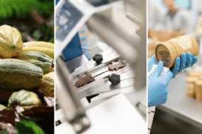 Produkcja czekolady vs. społeczna odpowiedzialność biznesu