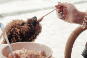 Lodowa przyjemność dla czworonogów – jak zrobić ją&nbsp;w&nbsp;domu?