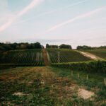 Spotkanie dwóch światów – owoc, pasja i… beczka po winie 2025.01.06-49